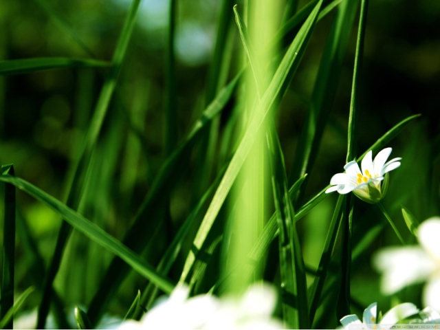 Обои Grass And White Flowers 640x480