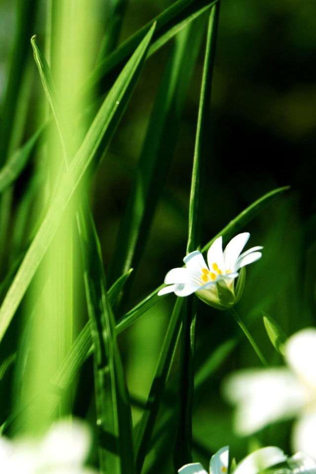 Grass And White Flowers wallpaper 640x960