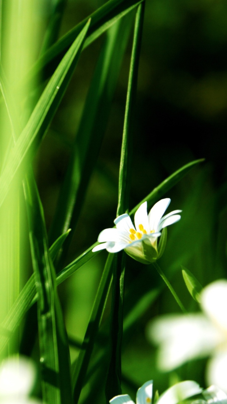 Screenshot №1 pro téma Grass And White Flowers 750x1334