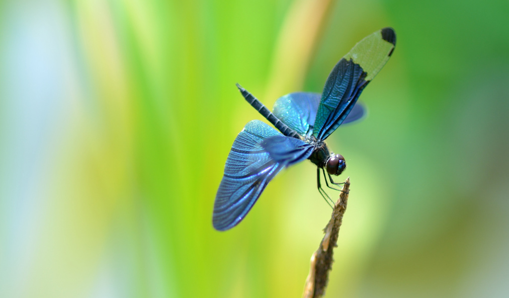 Обои Blue dragonfly 1024x600