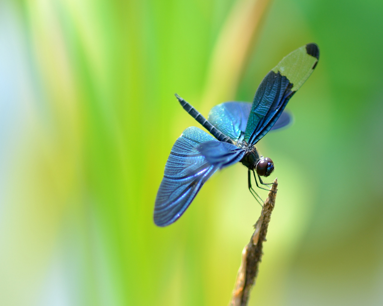 Blue dragonfly wallpaper 1280x1024