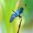 Fondo de pantalla Blue dragonfly 128x128