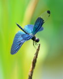 Fondo de pantalla Blue dragonfly 128x160