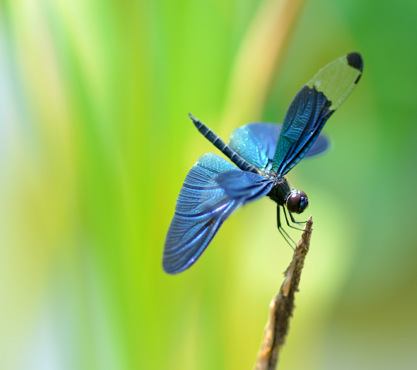Обои Blue dragonfly 1440x1280