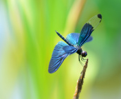 Fondo de pantalla Blue dragonfly 176x144