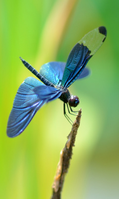 Fondo de pantalla Blue dragonfly 240x400