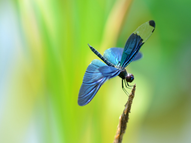Fondo de pantalla Blue dragonfly 640x480