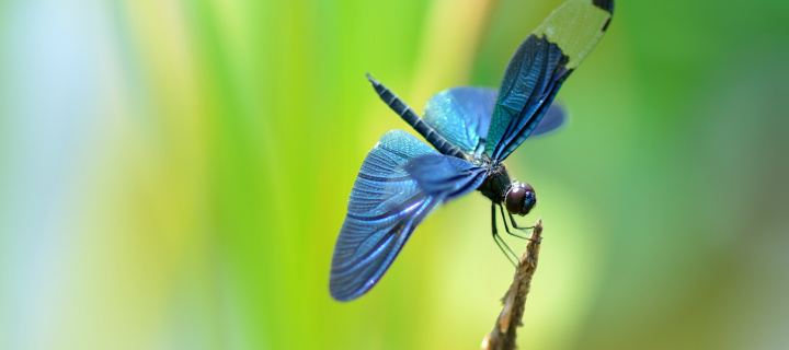 Blue dragonfly wallpaper 720x320