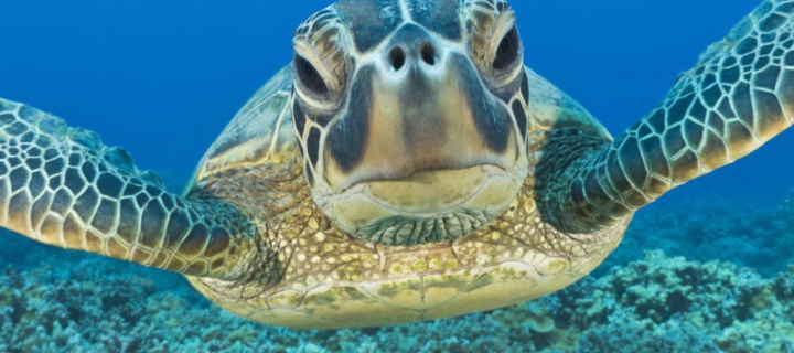 Turtle wallpaper 720x320
