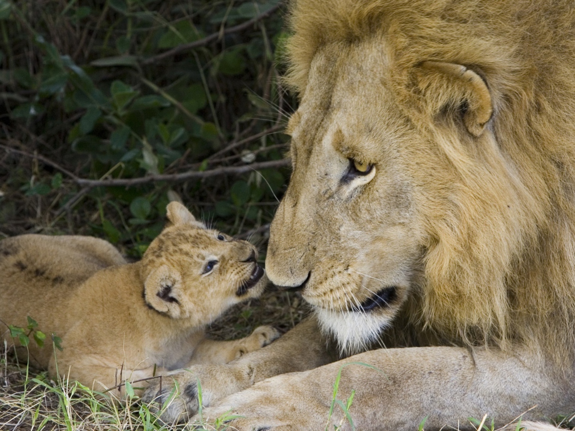 Обои Lion With Baby 1152x864