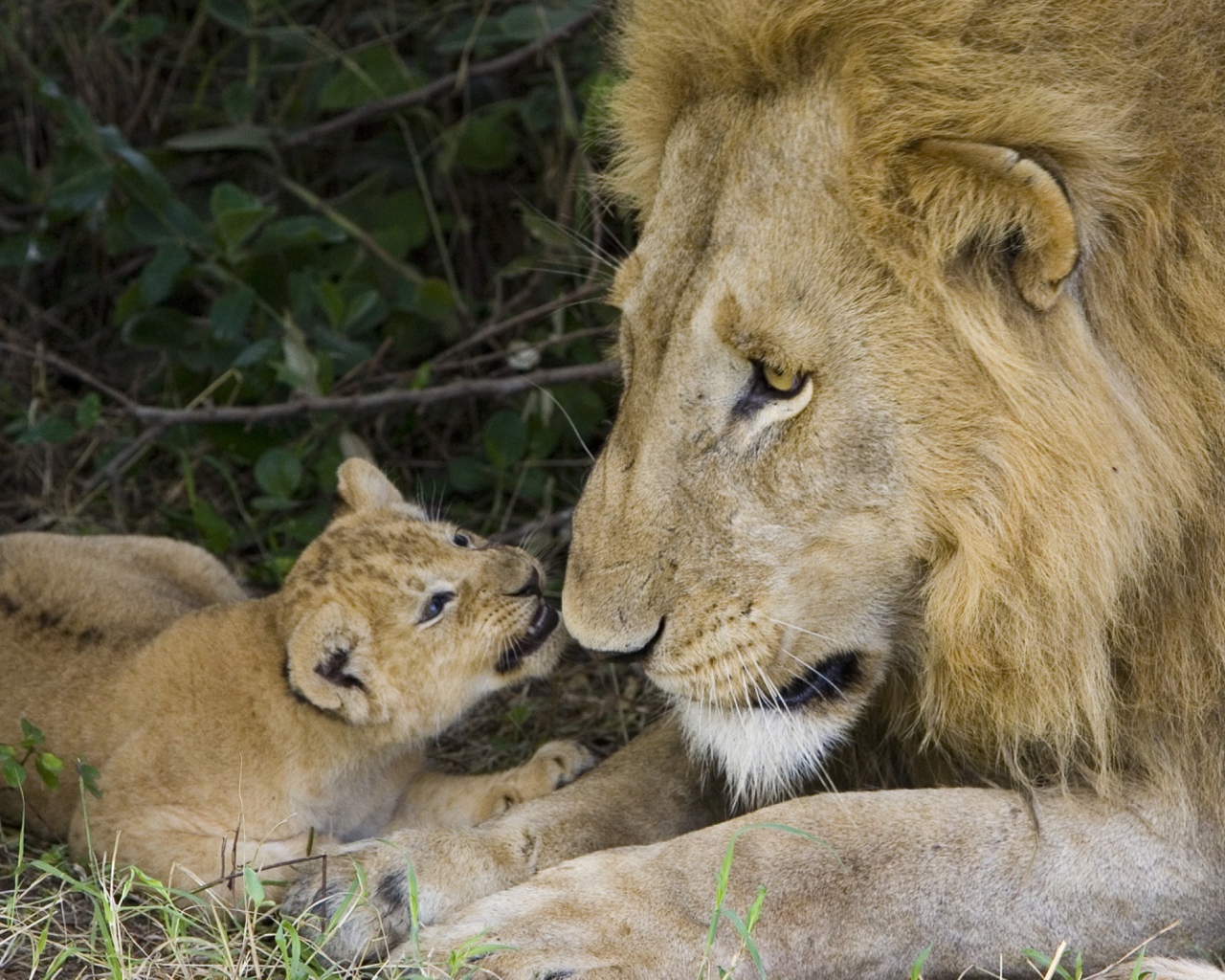Das Lion With Baby Wallpaper 1280x1024