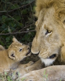 Das Lion With Baby Wallpaper 128x160