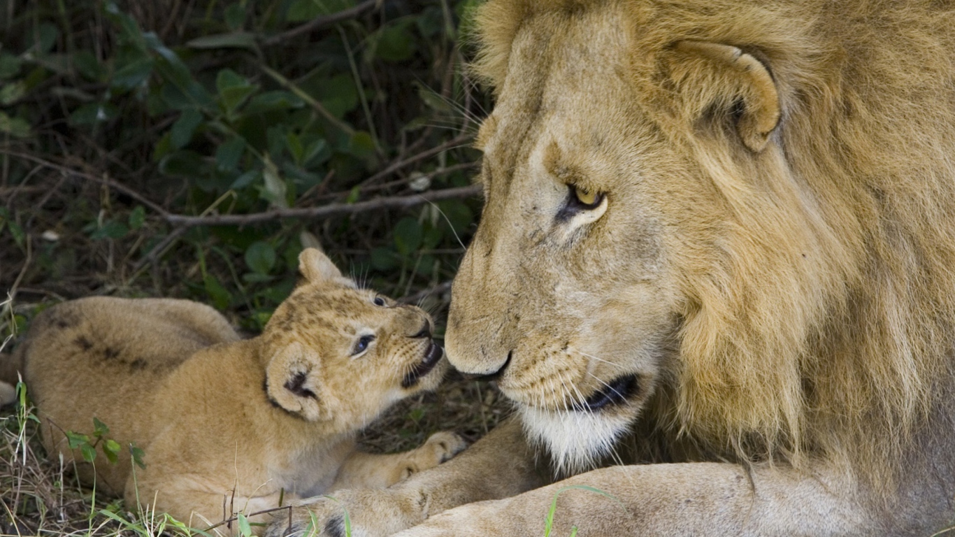 Lion With Baby wallpaper 1366x768