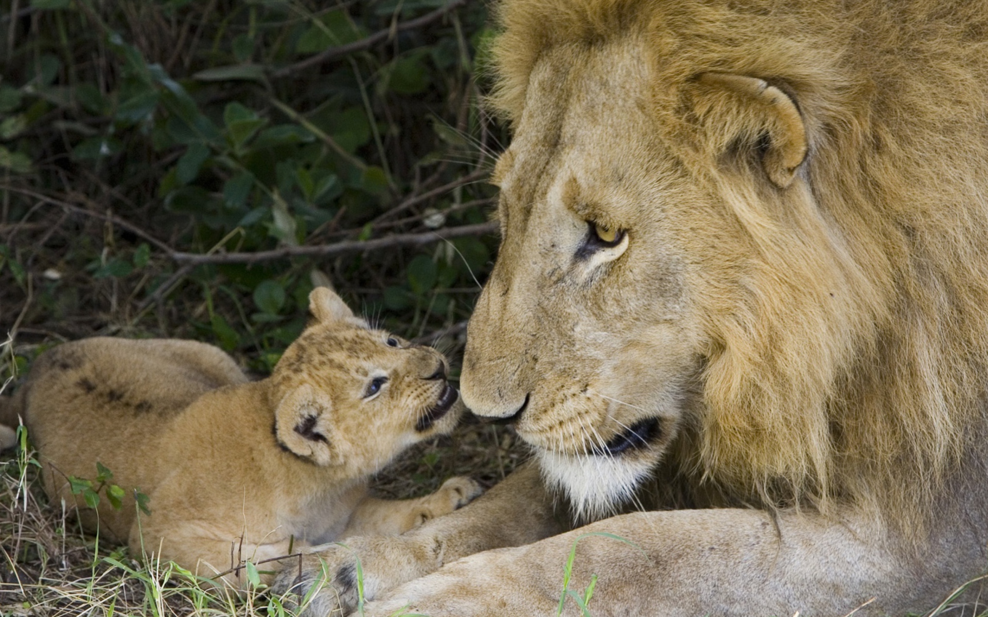 Das Lion With Baby Wallpaper 1920x1200
