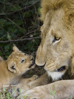 Lion With Baby wallpaper 240x320