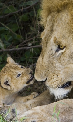Lion With Baby screenshot #1 240x400