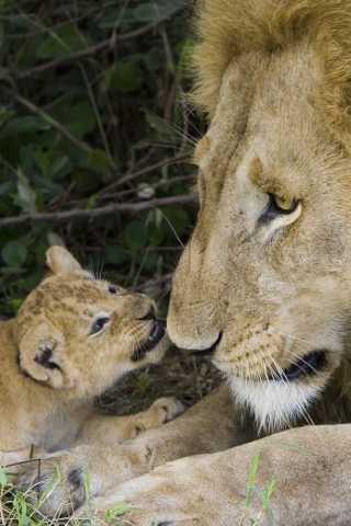 Lion With Baby wallpaper 320x480