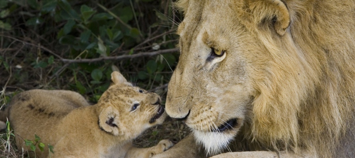 Lion With Baby screenshot #1 720x320
