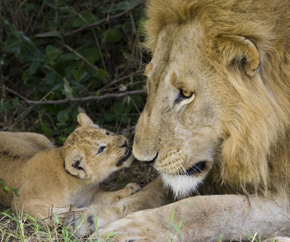 Sfondi Lion With Baby 960x800