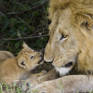 Lion With Baby - Fondos de pantalla gratis para 1024x1024