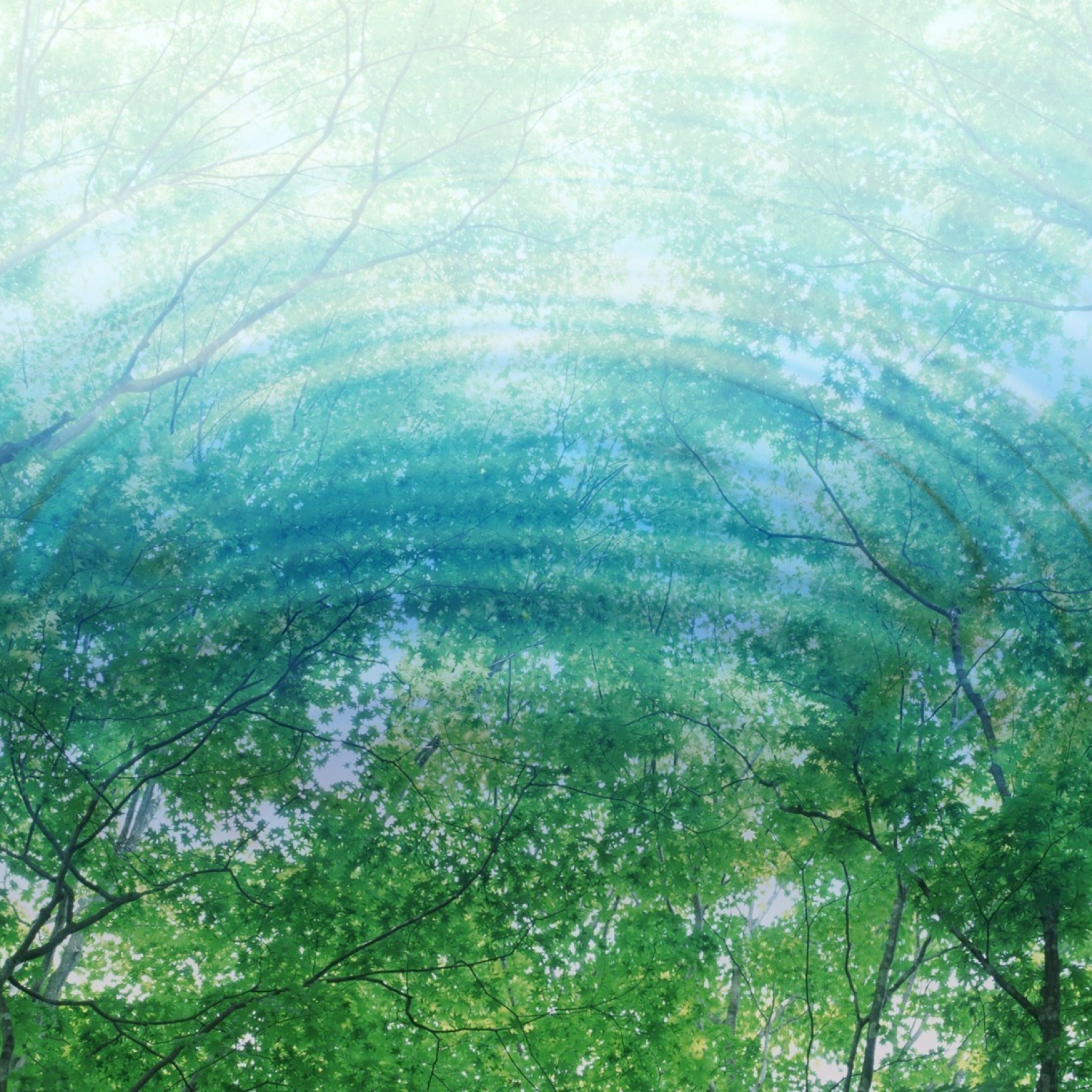 Sfondi Tree Reflections In Water 2048x2048