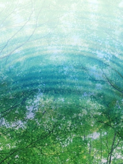 Das Tree Reflections In Water Wallpaper 240x320