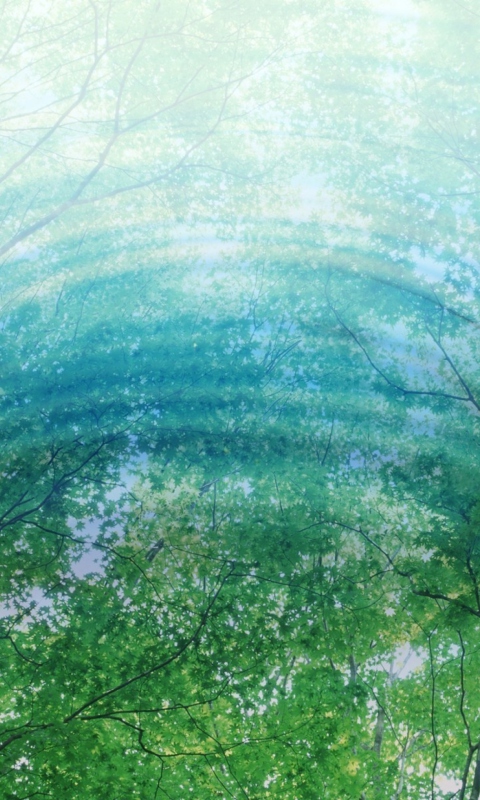 Tree Reflections In Water wallpaper 480x800