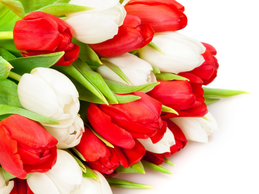 Обои Red And White Tulips 1024x768