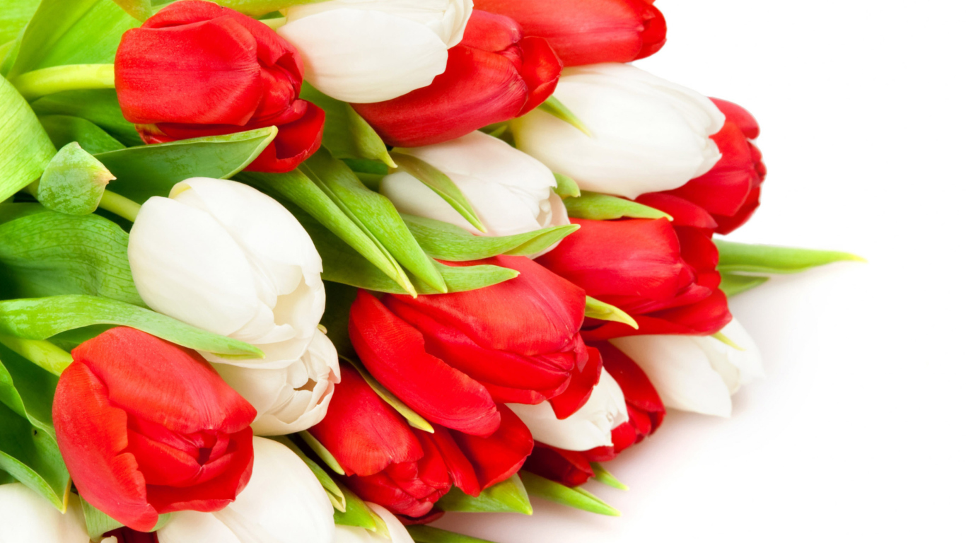 Red And White Tulips wallpaper 1366x768