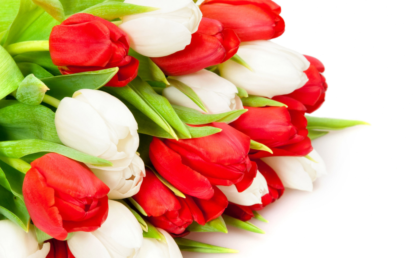 Red And White Tulips wallpaper 1440x900