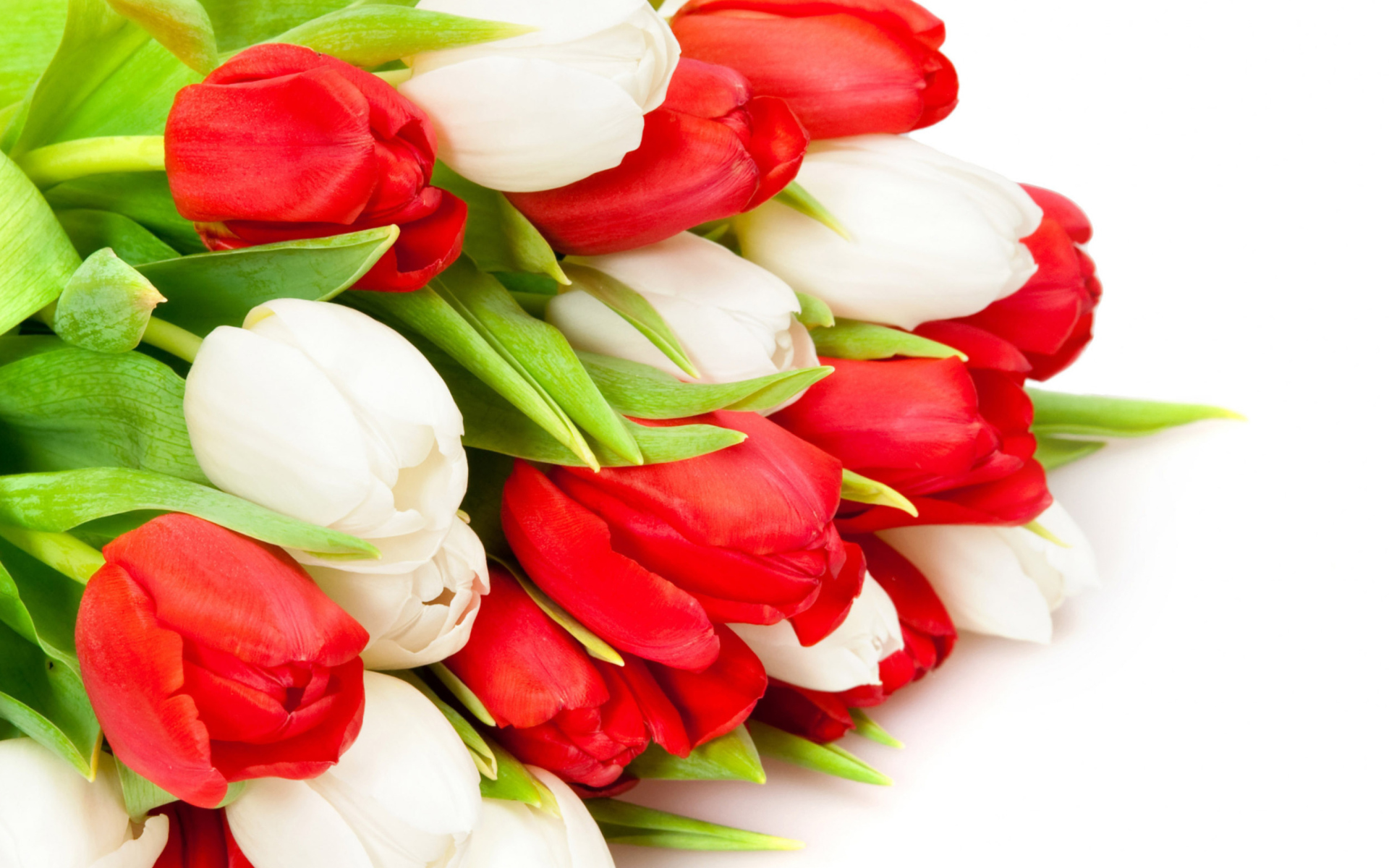 Screenshot №1 pro téma Red And White Tulips 1920x1200