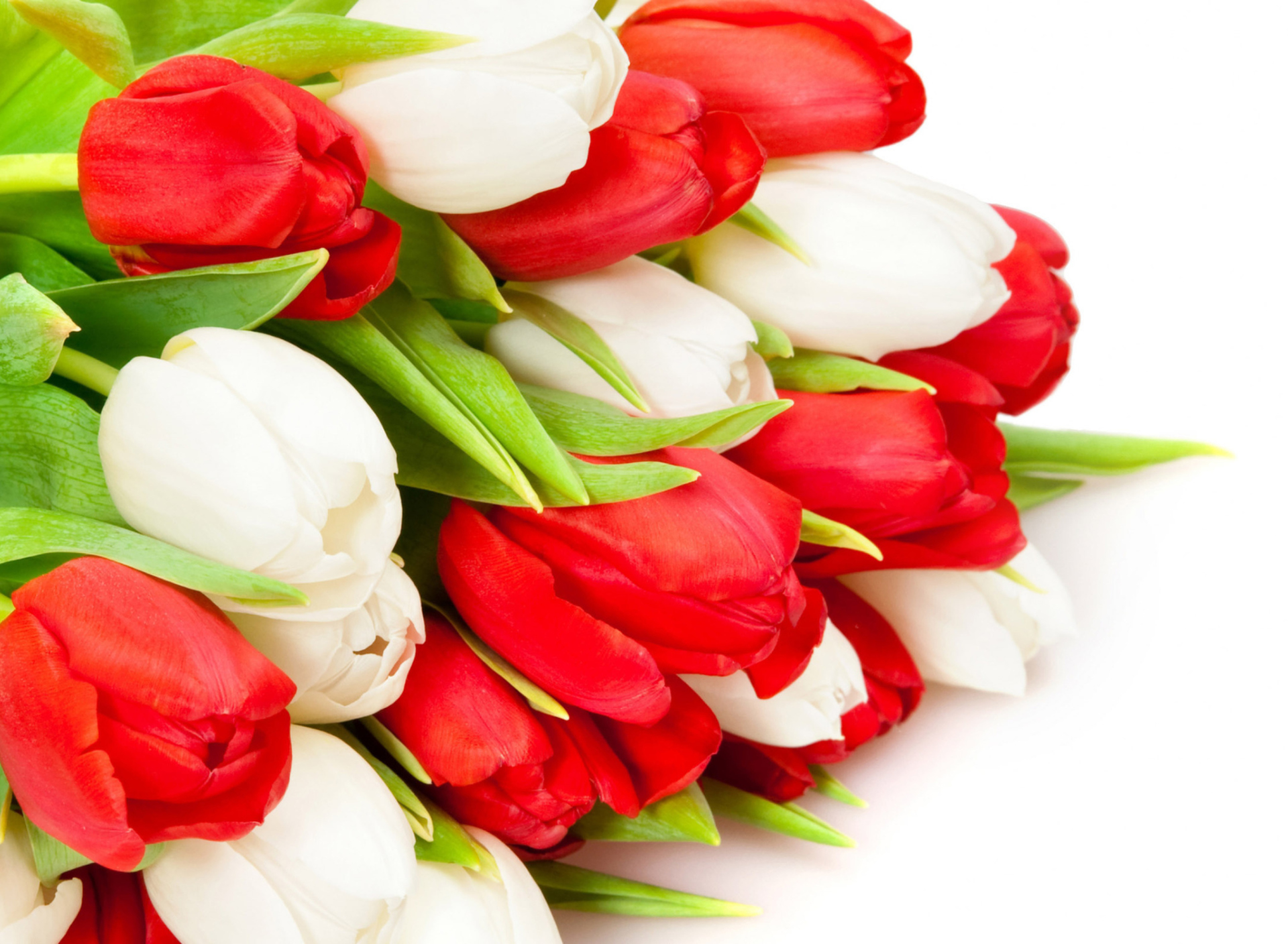 Обои Red And White Tulips 1920x1408