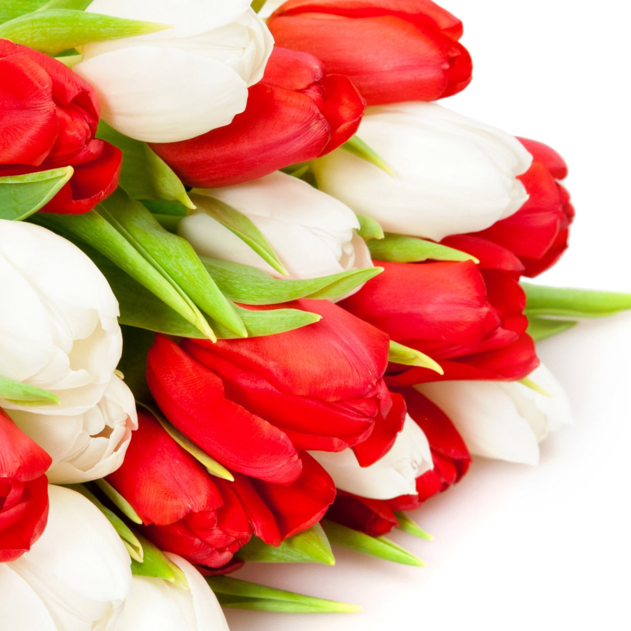 Обои Red And White Tulips 2048x2048