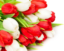 Sfondi Red And White Tulips 220x176