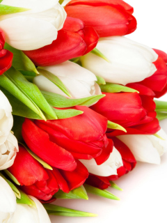 Red And White Tulips wallpaper 240x320