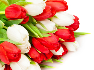 Red And White Tulips wallpaper 320x240