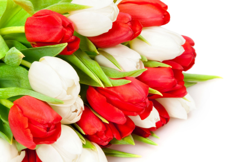 Fondo de pantalla Red And White Tulips 480x320