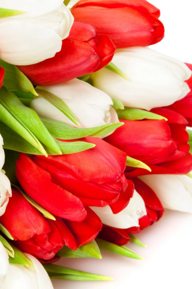 Das Red And White Tulips Wallpaper 640x960