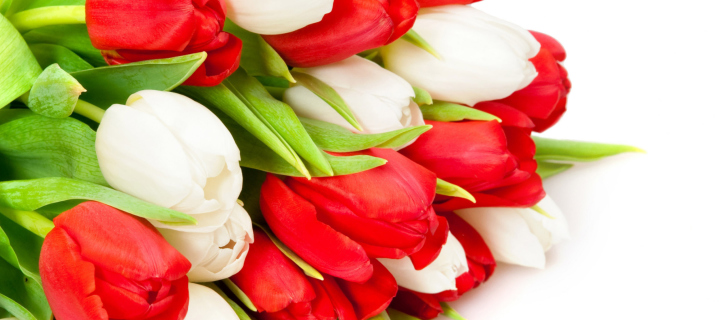 Sfondi Red And White Tulips 720x320