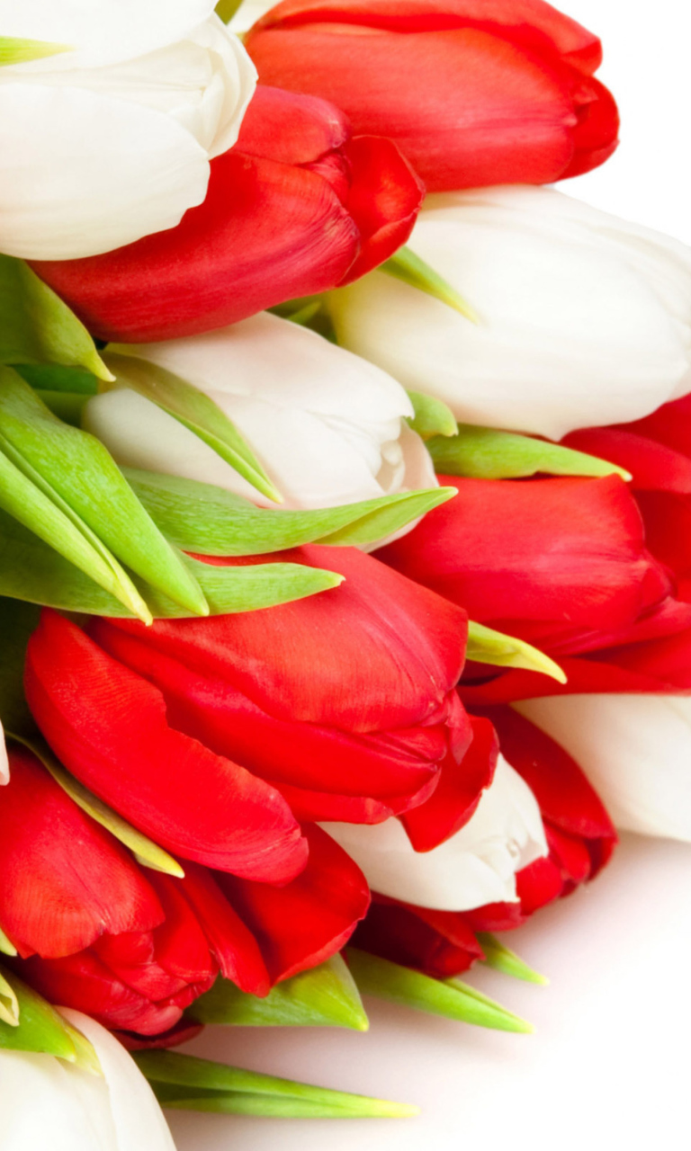 Обои Red And White Tulips 768x1280