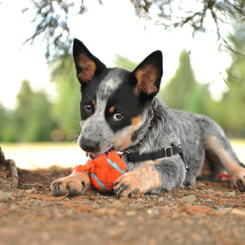 Обои Puppy And Tennis Ball 1024x1024