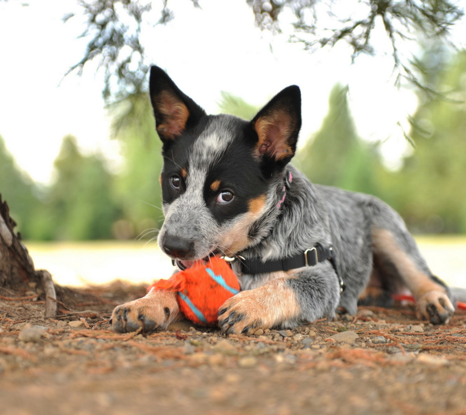 Puppy And Tennis Ball wallpaper 960x854