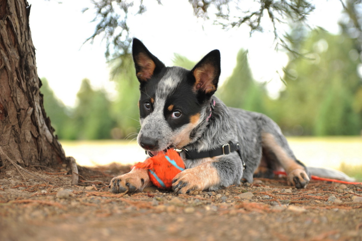 Das Puppy And Tennis Ball Wallpaper