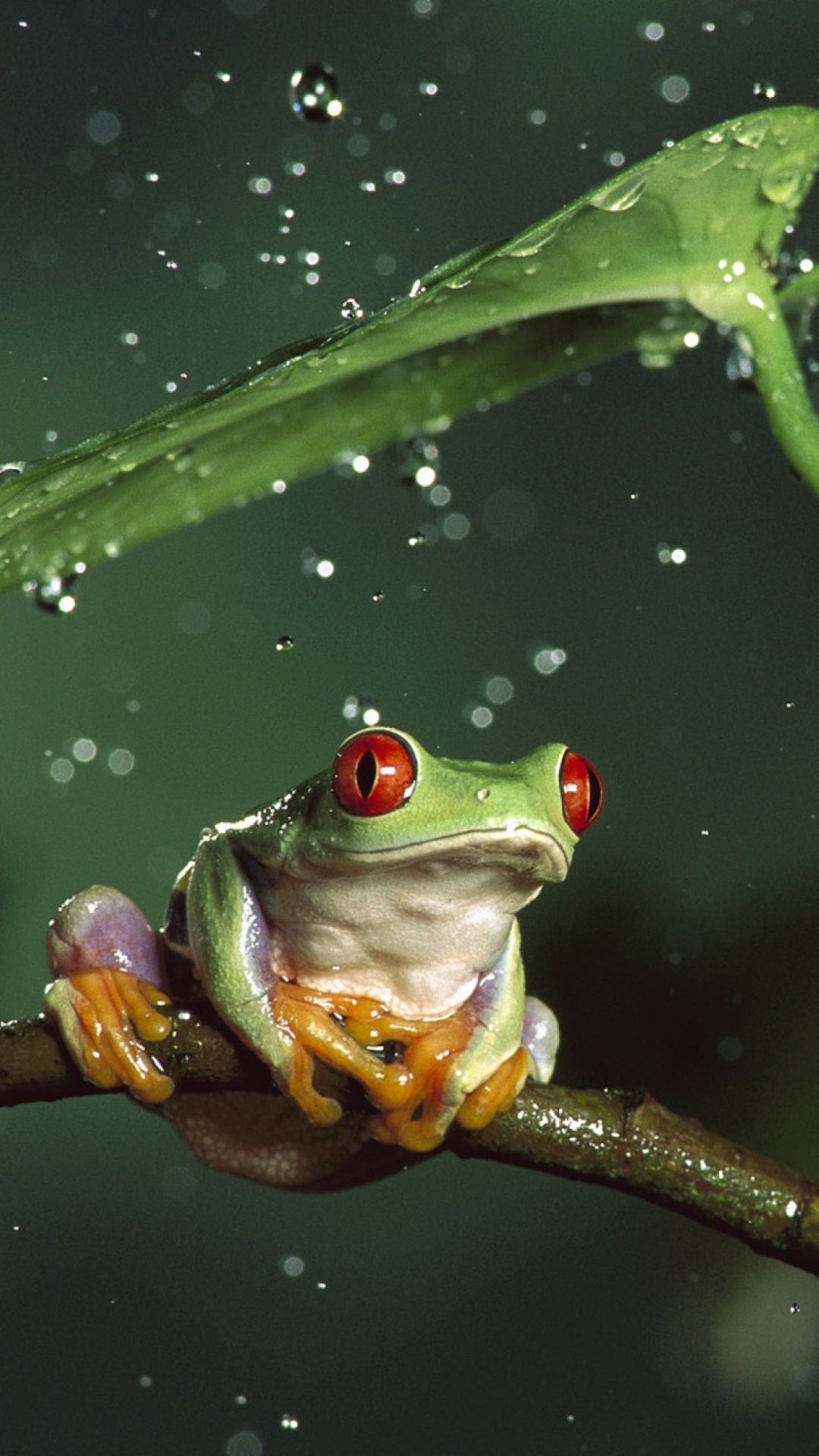 Обои Red Eyes Frog 1080x1920