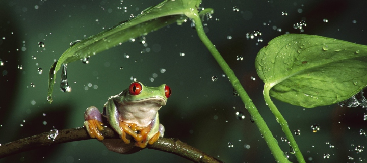 Red Eyes Frog wallpaper 720x320