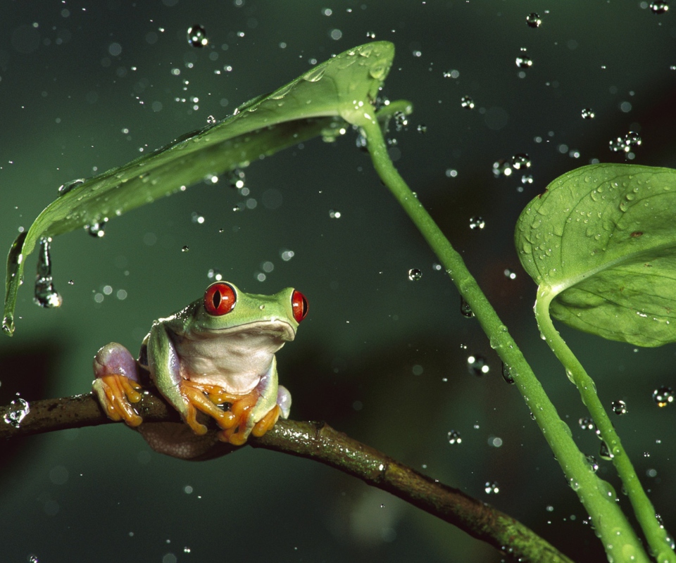 Red Eyes Frog screenshot #1 960x800