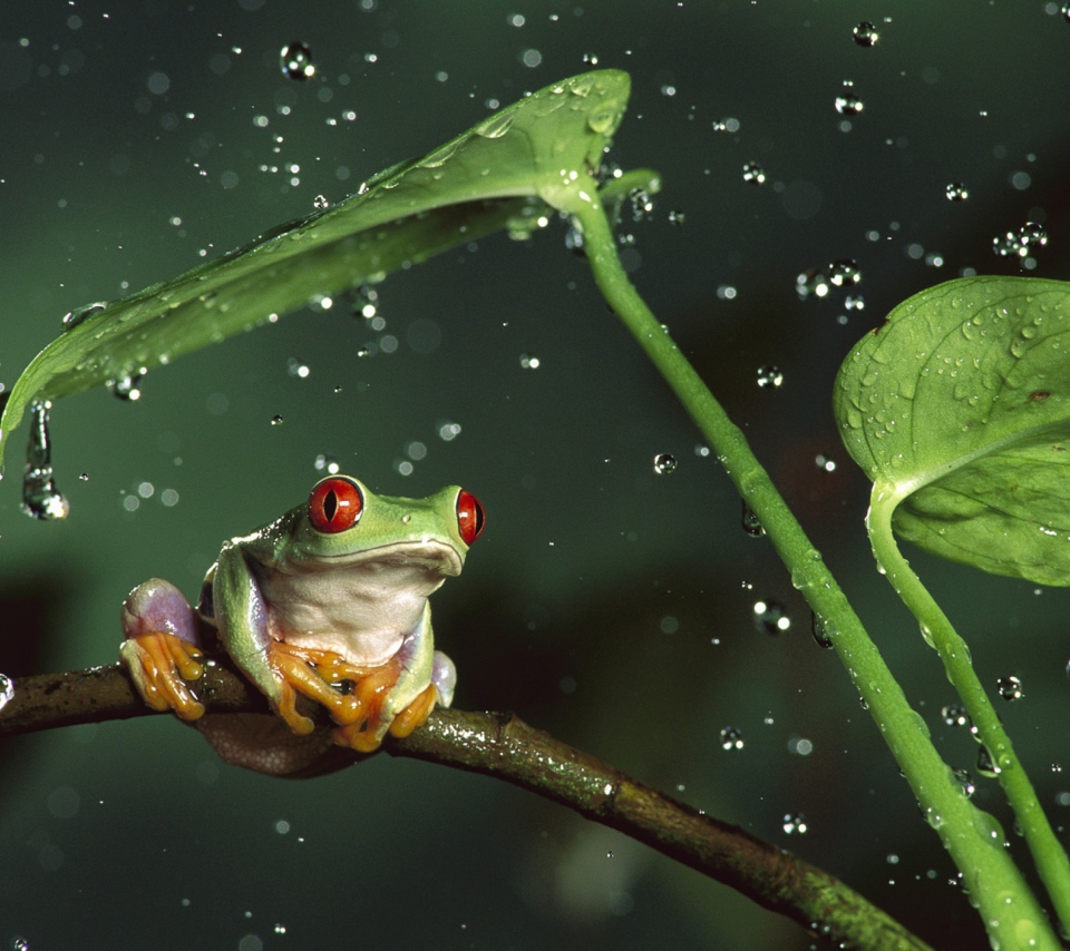 Red Eyes Frog screenshot #1 960x854