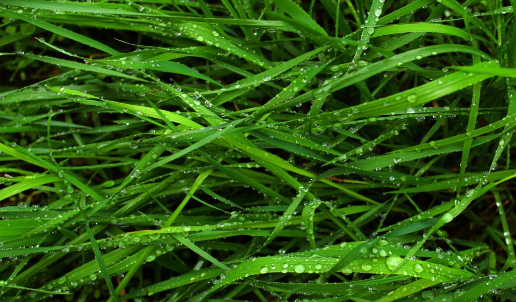 Fondo de pantalla Wet Grass 1024x600