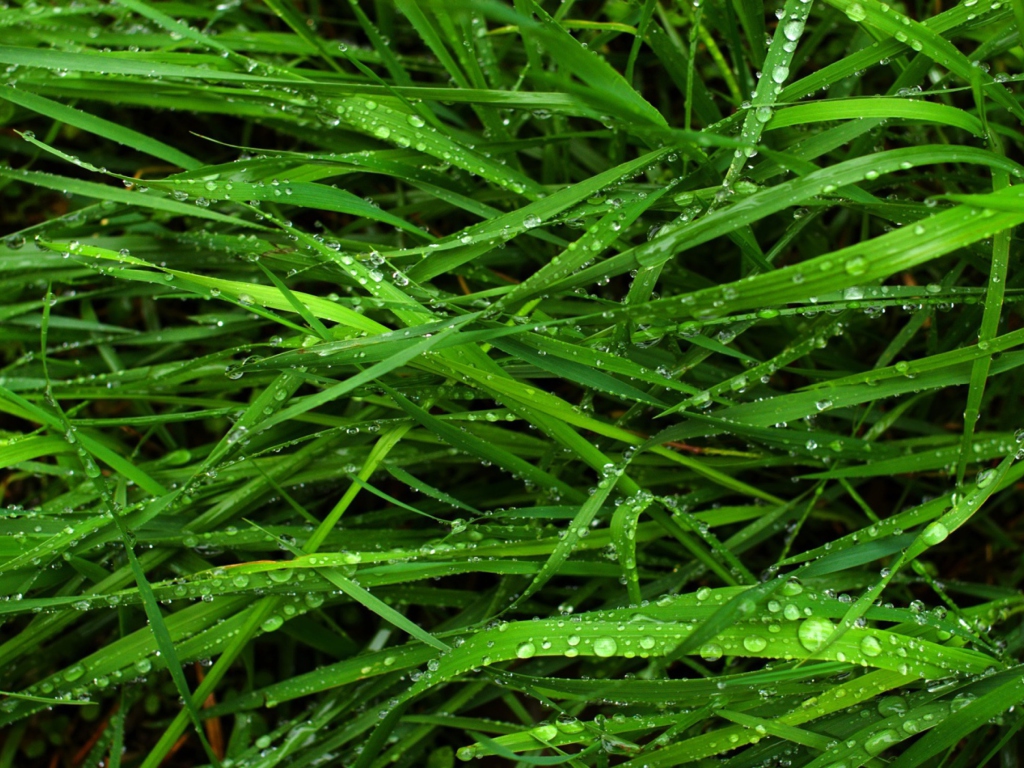 Das Wet Grass Wallpaper 1024x768
