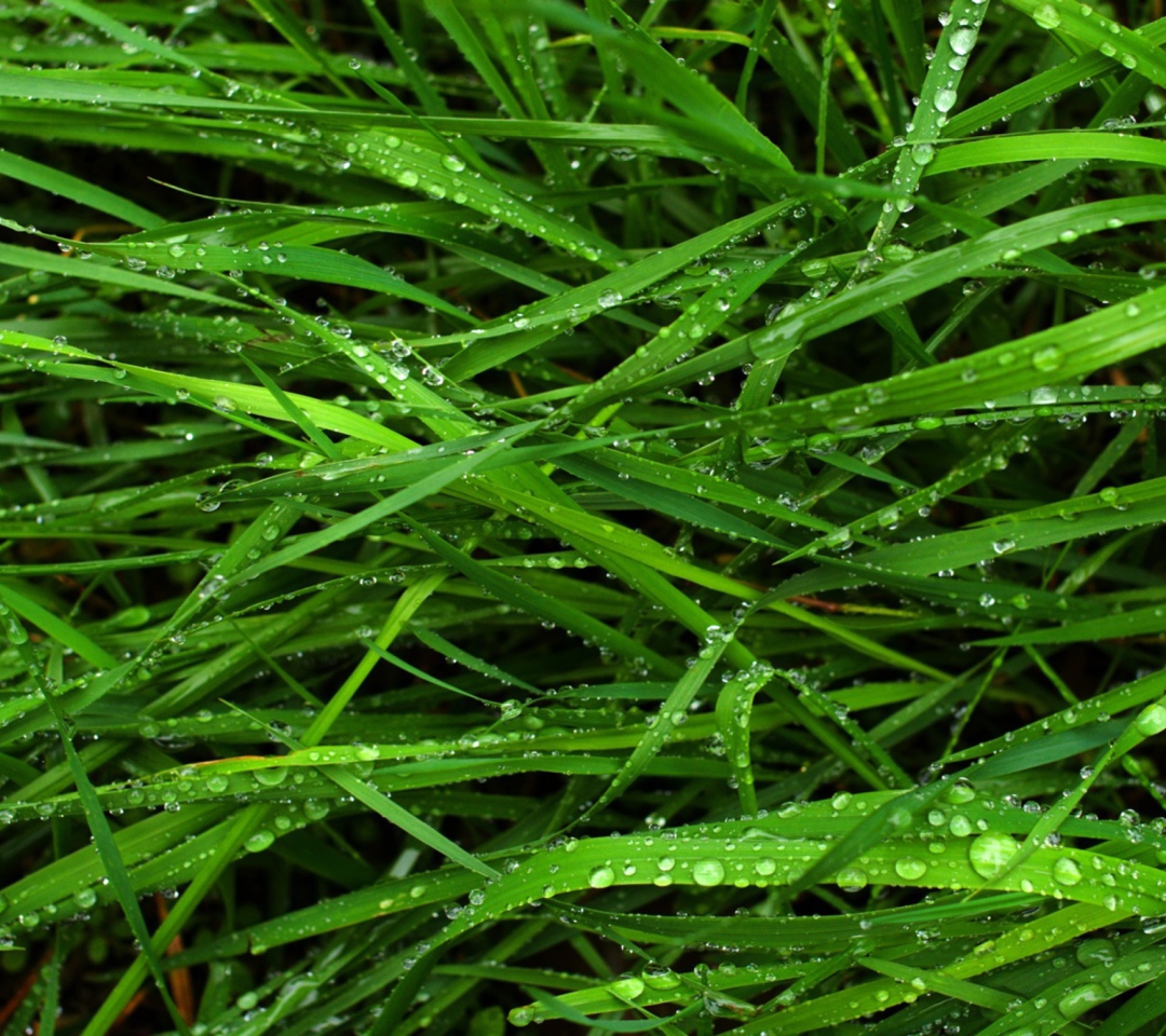 Обои Wet Grass 1080x960